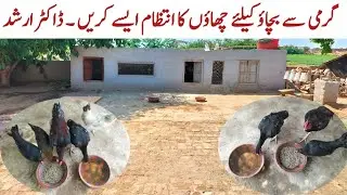 Chicken Summer Safety : How to avoid Heat Stroke With Effective Shade Ideas | Dr. ARSHAD