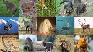List of Animals Starting with N - All Animals