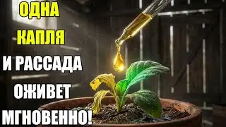 РЕЦЕПТУ 100 ЛЕТ! Одна капля — и рассада оживет на глазах. Попрет как на дрожжах!