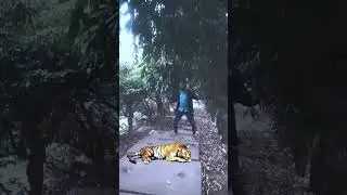 short/video/youtube/short/    Tiger/ବାଘ ଦେଖିଲି ବହୁତ ଡରିଗଲି