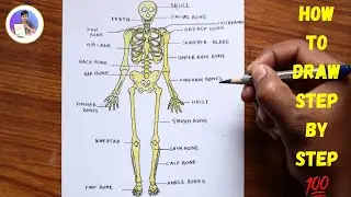 How to draw human skeleton diagram / Skeletal system diagram drawing easily / Human anatomy drawing