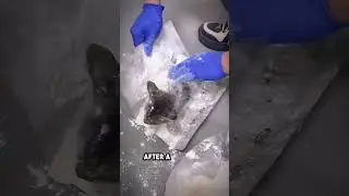 this hero man did everything to save the stuck kitten ❤️