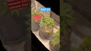 PH issue? - Northern Lights #shorts #amazon #ph #growtent #veg