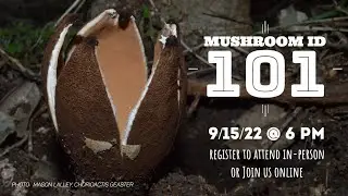 Mushroom ID 101