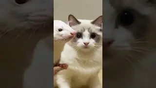 Mirror Mirror, Who&rsquo;s the Funniest? 🐈&zwj;⬛🦦😱 (CUTE CAT BOSS) #shorts #funny #cat