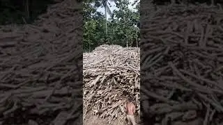 Pabrik Arang kayu kopi