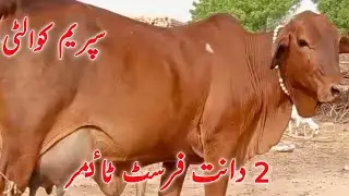 Suprem Quailty cows For Sale