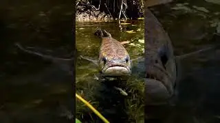 🎣🤯 Bream Beware! Unbreakable 'Fist Bite' Rig?! 🐟 #fishing #bream #rig