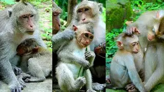 Emory baby waits mum all,..ow to drinking milk, Lovely Elsa and Ellen monkey family.