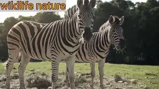 Discover the Fascinating World of Zebras: A  Zebra Documentary | Wildlife Insights