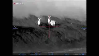 Pedator hunting deer lov jelen chasse cerf Pulsar thermion  XQ50