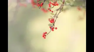 1/9/2022　Crossway教会日本語礼拝　ピリピ人への手紙1章21節