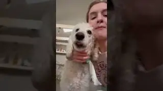 Random facts you may already know part 6! #facts #fun #cutedog #dog #funny #viral ￼