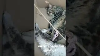 коробки must have for cats #лето25#сладкийсон#котикиспят#коробка#котята#catshorts#box#қорап#Kasten