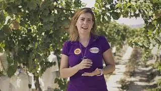 Todo lo que has de saber sobre la Uva de Mesa Embolsada del Vinalop&oacute; con DOP