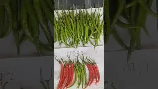 chilli US 917 /9991279789 #chilli #greenchillifarming