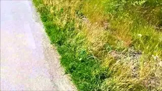 Vlog (4) | Letar Pant