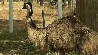 Giant Bird Tries to Join Australian Police