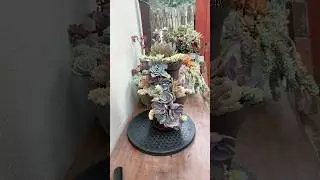 A DIY Succulent Arrangement With Recycled Plastic Planter🪴 #succulents #suculentas#diy#recycle