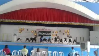 KABILIN DANCE COMPANY @ NORSU ORIENTATION 2016