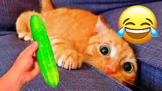 You Laugh You Lose🤣Funniest Dogs and Cats 2026😻🐶