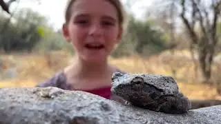 On Safari With Nala | Episode 21| Grey Foam Nest Tree Frog