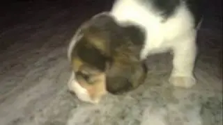 Beagles are  awesome