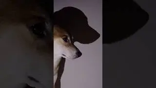 effortless shadow dance😯