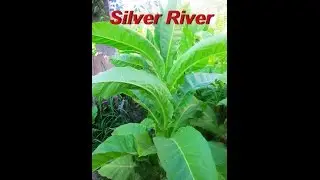 ДНЕВНИК ТАБАКОВОДА № 39 ( 3.08.  О сорте табака Silver River ) ТАБАК