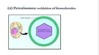 #golgibody #endoplasmicrrticulum ##peroxisome #polysome #NEETbiologymcq #quickbiologyrevision