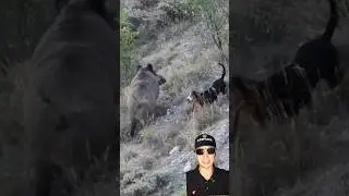 A HUGE WILD BOAR that commands RESPECT 🔥🐗