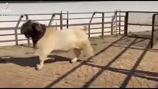 ‼️Typical Full Blood Boer Goats
