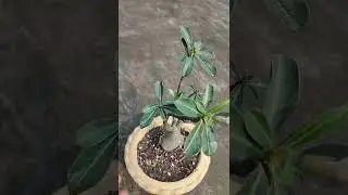 My beautiful adenium on its growing season and started to bloom #shorts#plants#adenium  #gardening