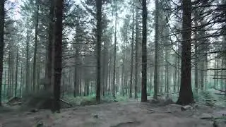 Forest Trekkin' with the Neo 2 Minehead West Somerset 21st Nov 2025