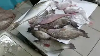 The Fish Market of Bahrain, Freshest and Cheapest Central Seafood Market