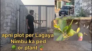 Day 5 daily vlog apni plot per Lagaya Nimbu ka ped 🌳 or plant 🪴 