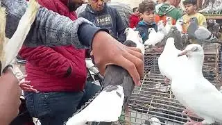 مش هتصدق الاسعار 😱 في سوق المحله الكبرى #النجار_فوق 
