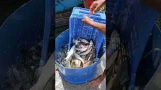 Live Fish transportation System in Bangladesh #Fish #fishing