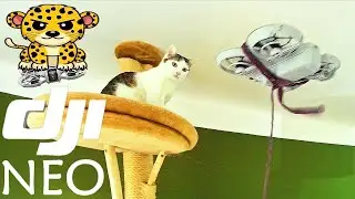 House Cats react to flying drone (+mouse;)🙀🐭😹