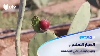 نبات الصبار الأملس يكافح التصحر ويعيد إحياء الأراضي المهملة في نينوى