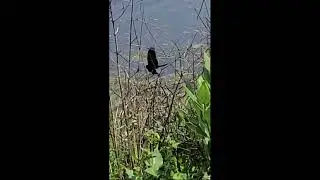 Birds of Fox River Geneva Illinois