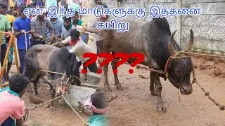 மாடுகளுக்கு எப்படி கயிறு போடுவது @paayumkaalai