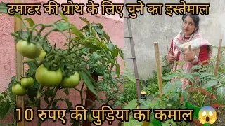 😱टमाटर के ग्रोथ के लिए चुने का इस्तेमाल🍅🍅🍅#poojagarden #youtube #organicgarden 