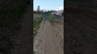 Хасечки встречают после работы #сибирскийхаски #huskies #хаски #хаскивидео #huskyvideo #