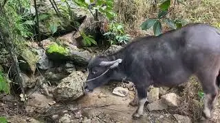 Công việc  trên núi trong những ngày trời lạnh giá 