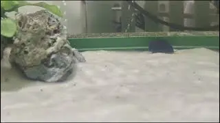 have you ever seen a military helmet snail walking on the sand ?
