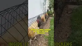Tunnel Chicken Coop: Modern Farming Innovation for Healthy & Productive Chickens