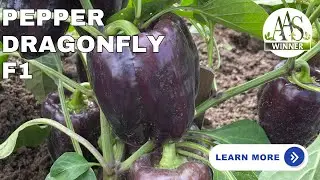AAS Winner Spotlight: Pepper &lsquo;Dragonfly&rsquo; 🌱Easy Growing Tips