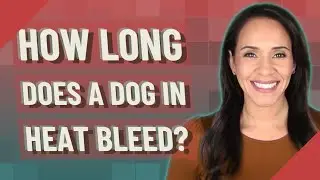 How long does a dog in heat bleed?