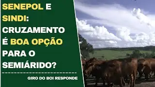 SENEPOL E SINDI: CRUZAMENTO É BOA OPÇÃO PARA O SEMIÁRIDO?